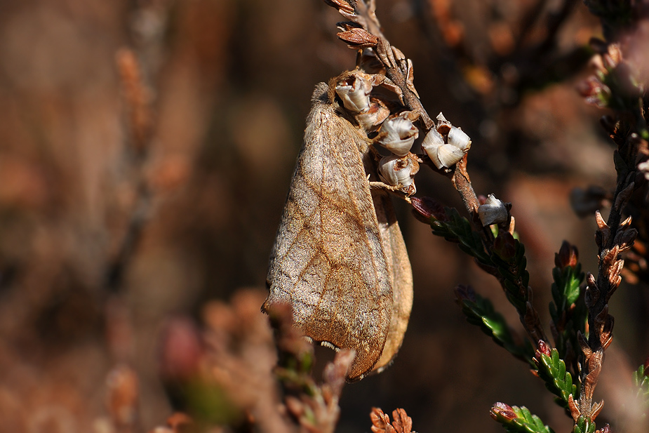 Falcaria lacertinaria_0059