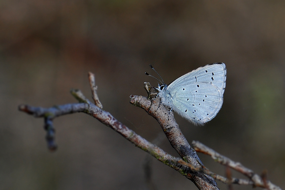 Celastrina argiolus_0075