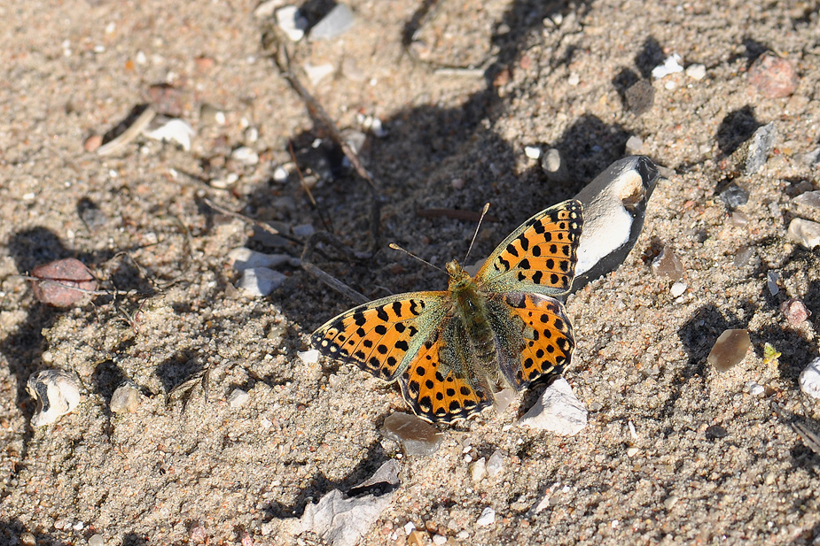 Issoria lathonia_0091