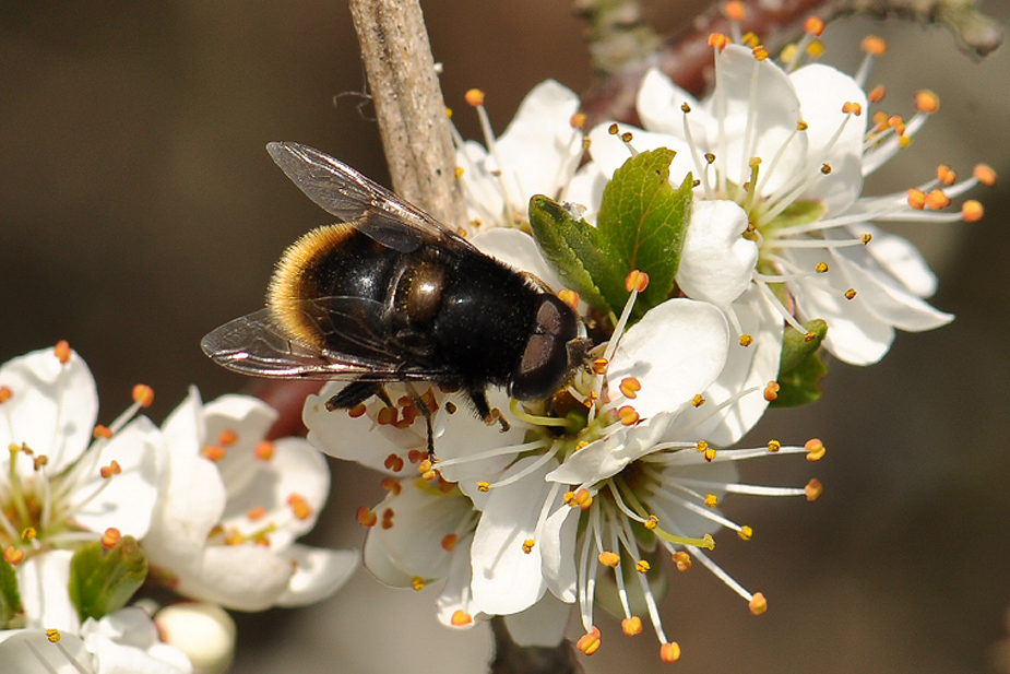 Eristalis intricaria_0096