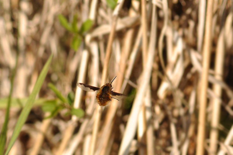 Bombylius major_0097