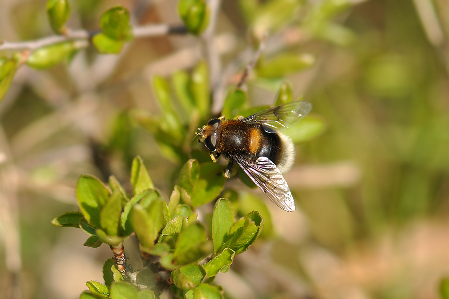 Eristalis intricaria_0113