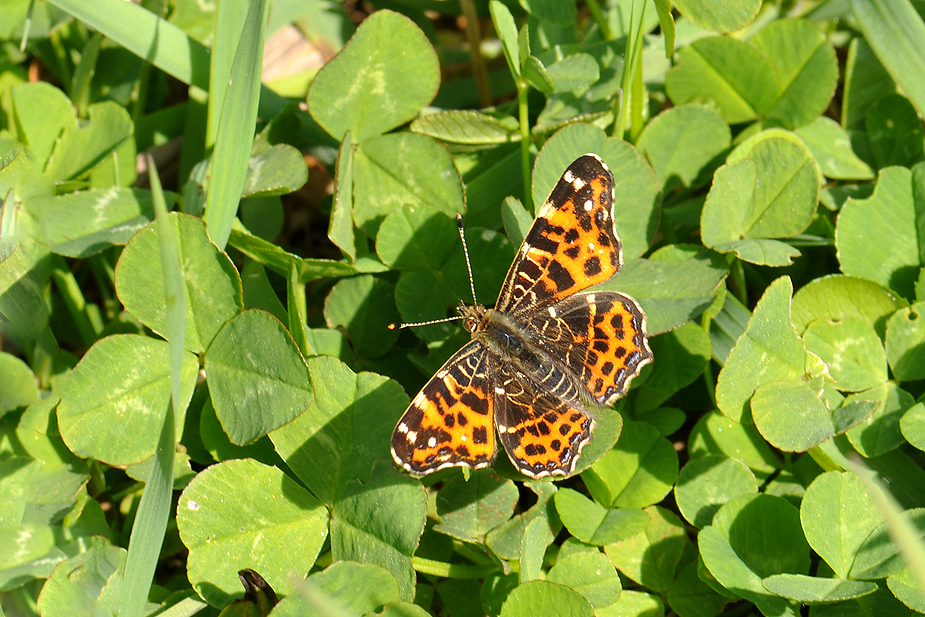 Araschnia levana_0140