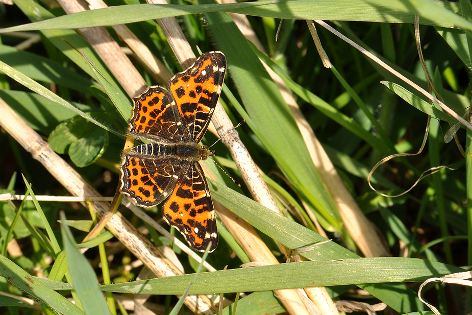 Araschnia levana_0160