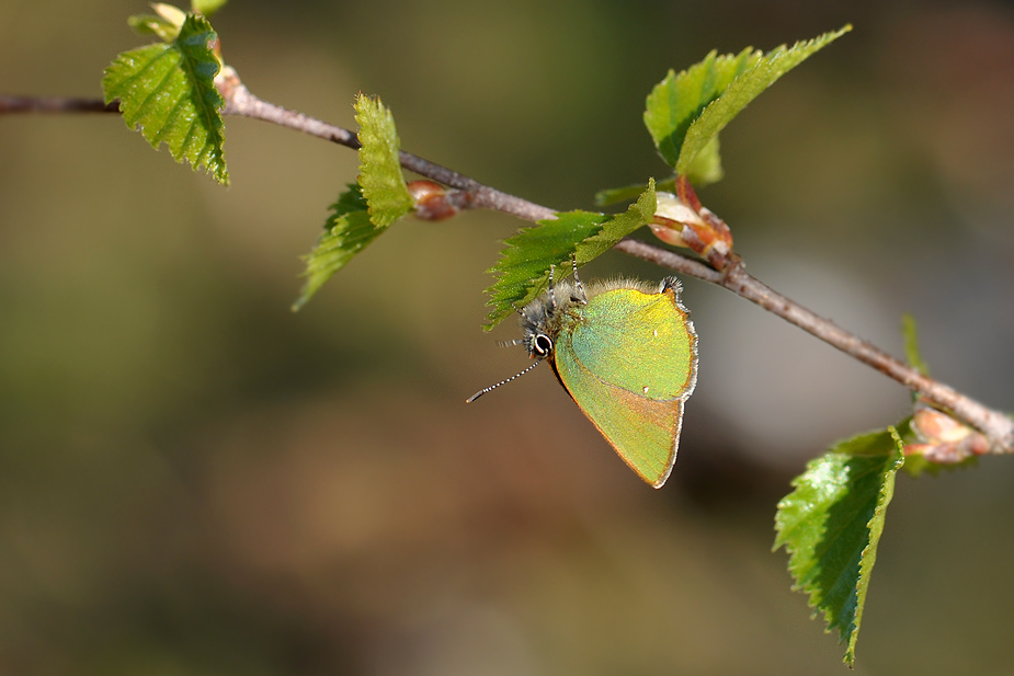 Callophrys rubi_0169