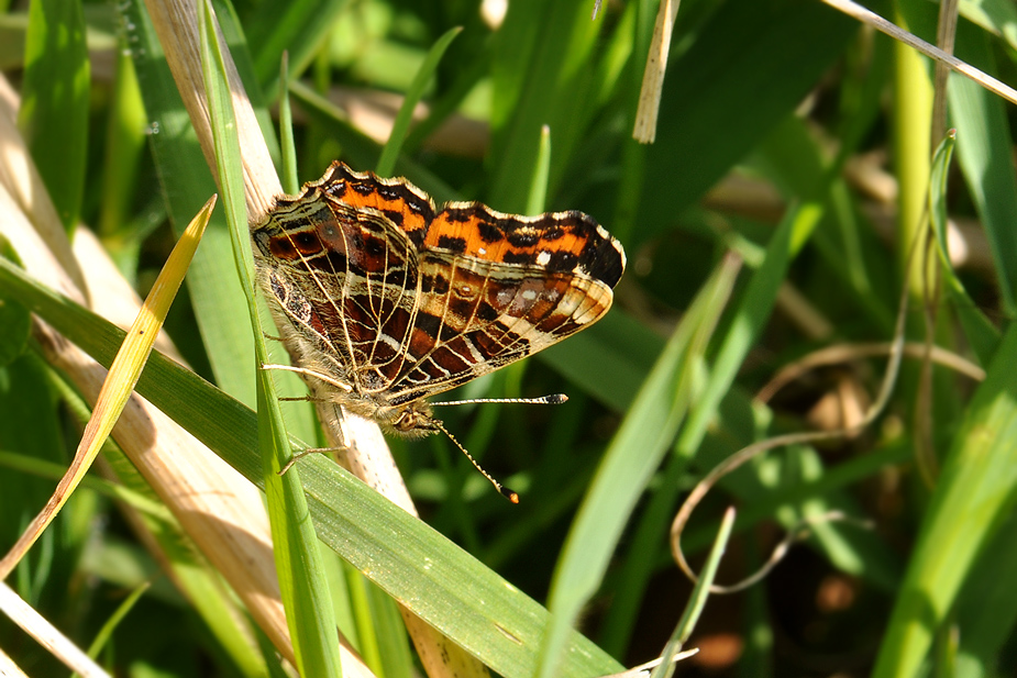 Araschnia levana_0175