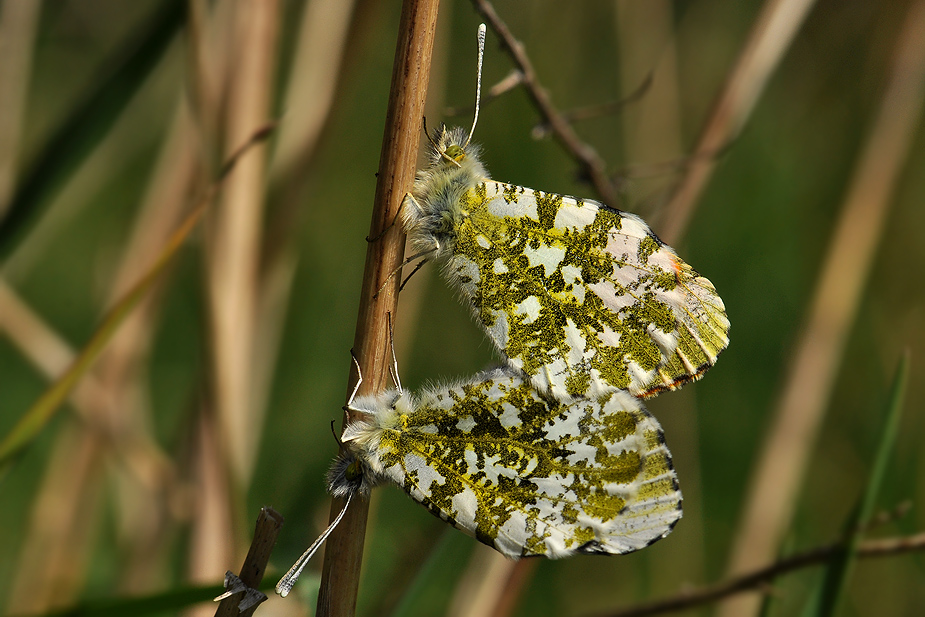 Anthocharis cardamines_0199