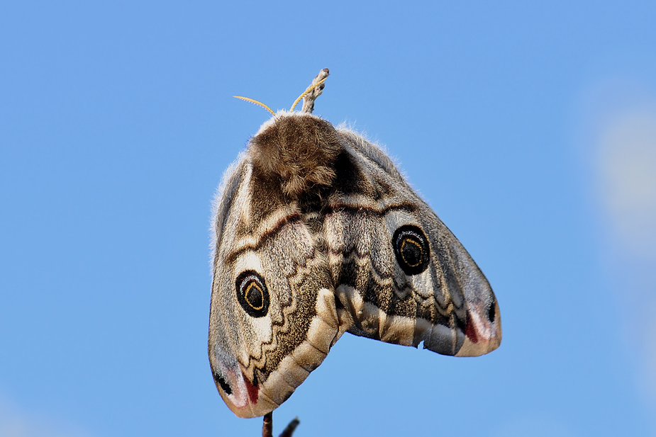 Saturnia pavonia_0239