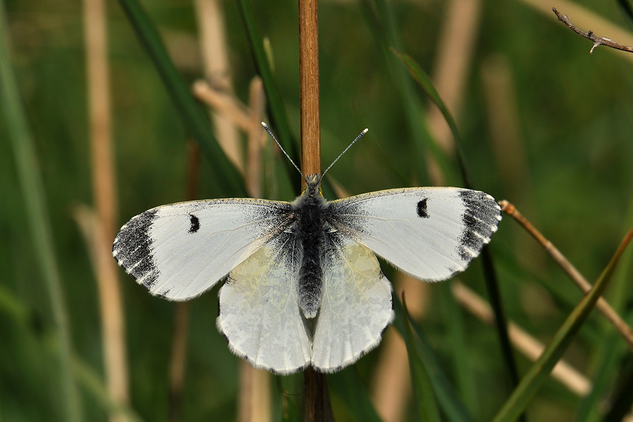Anthocharis cardamines_0242