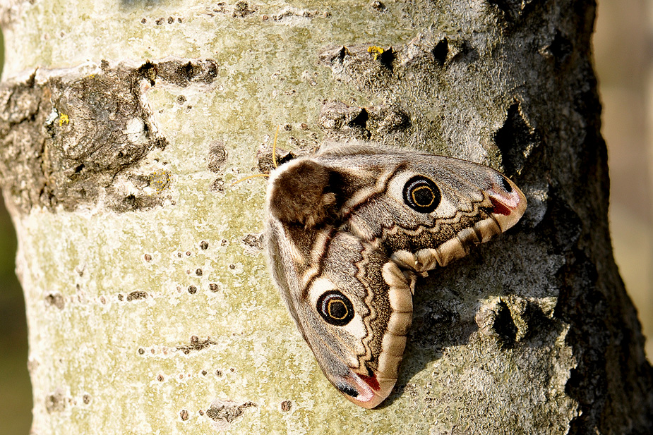 Saturnia pavonia_0245