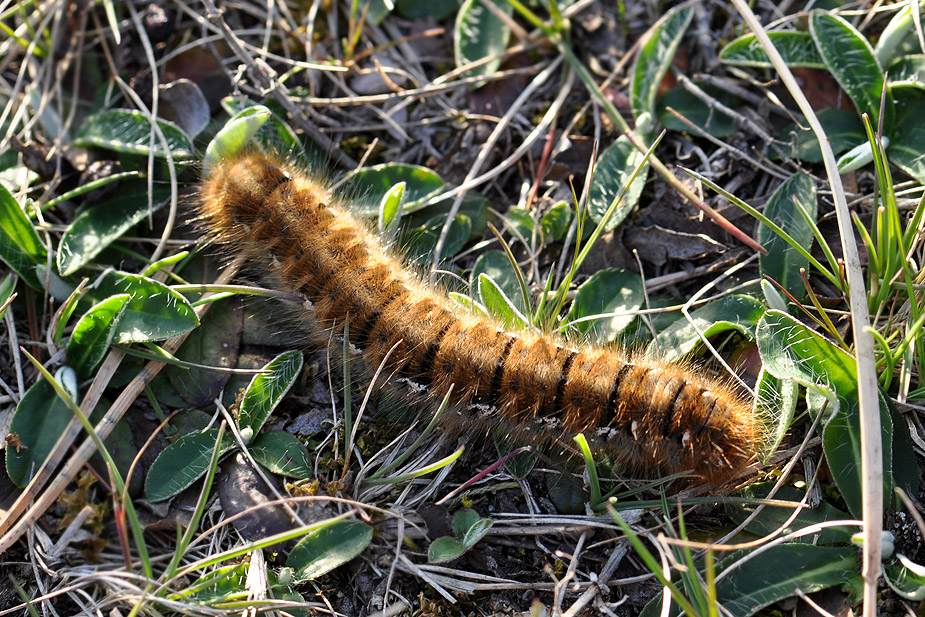 Malacosoma castrensis_0253
