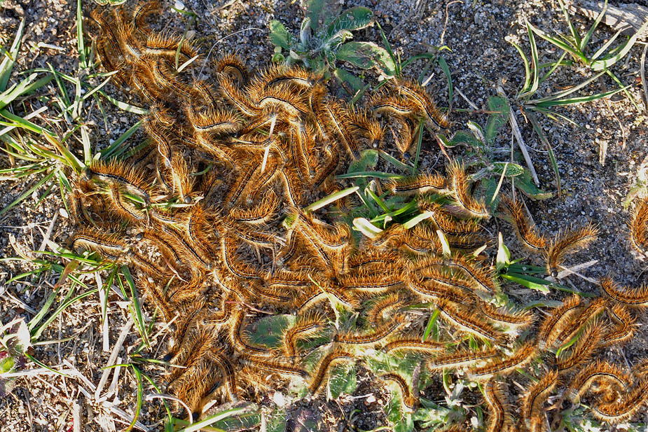 Malacosoma castrensis_0256