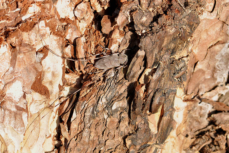 Acanthocinus aedilis_0258