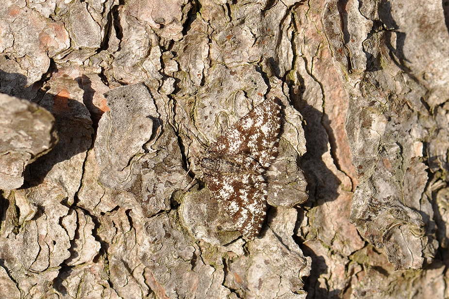 Ematurga atomaria_0266