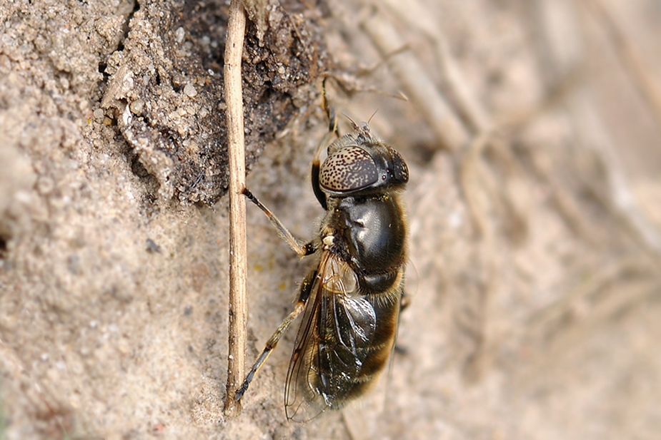 Eristalinus aeneus_0379