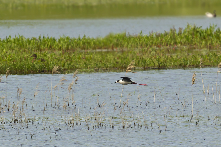 Fugl-Himantopus himantopus_7309