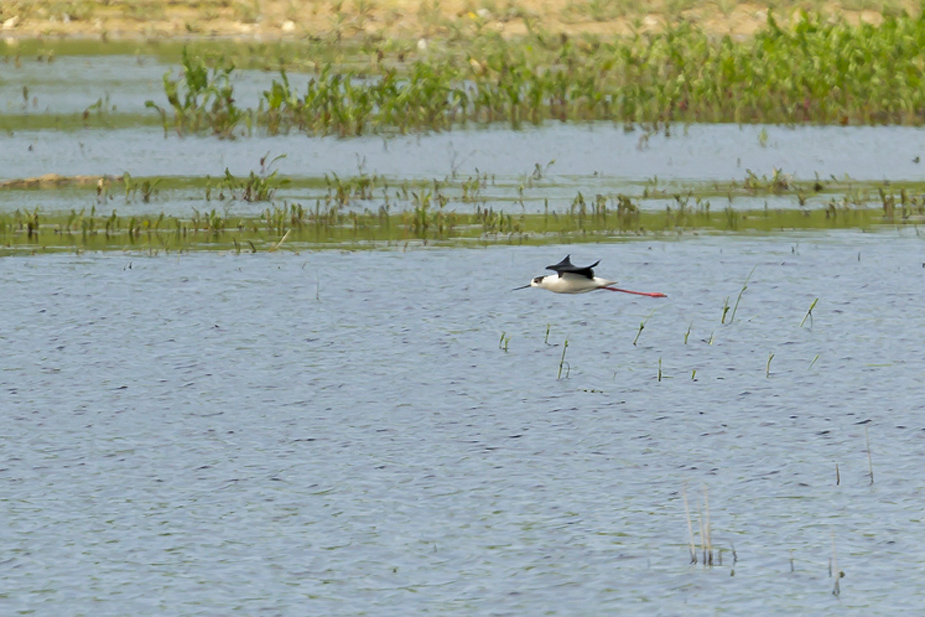 Fugl-Himantopus himantopus_7316