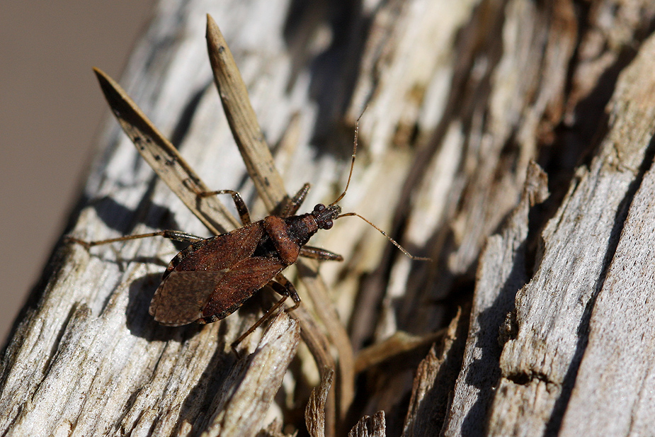 Himacerus major_0796