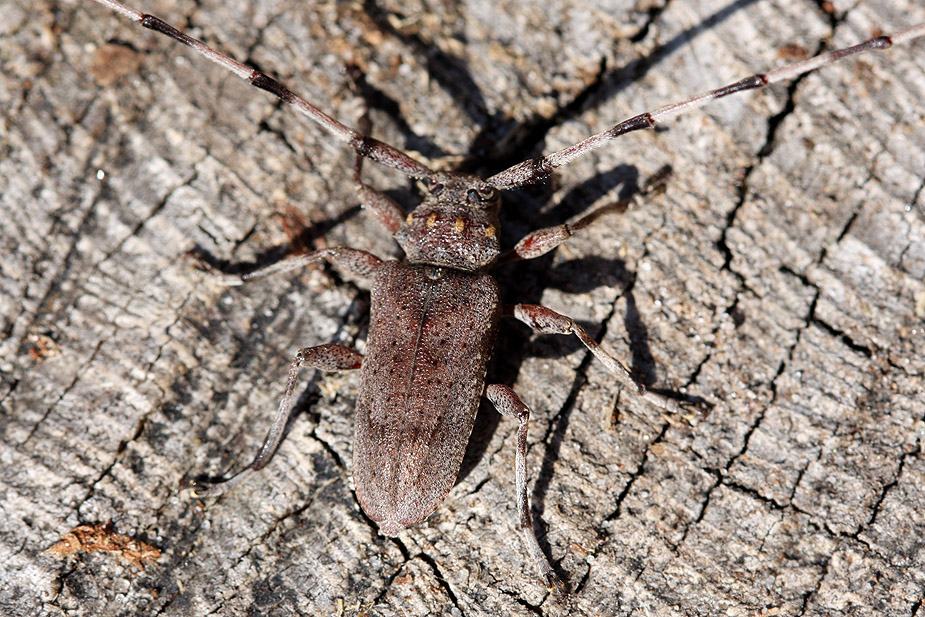 Acanthocinus aedilis_0837