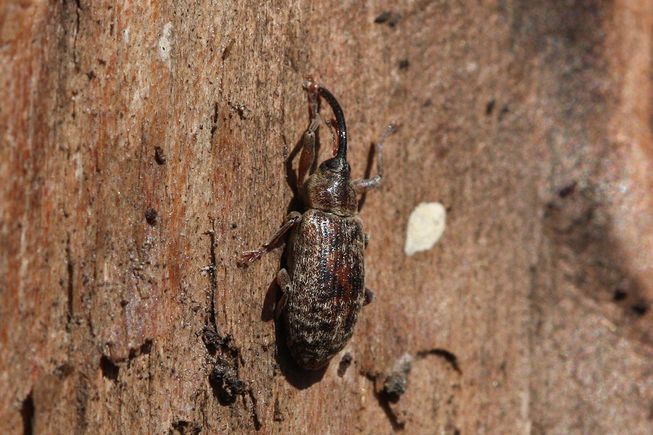 Dorytomus taeniatus_0857