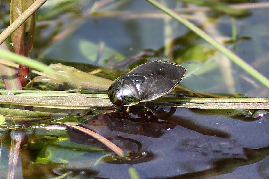 Ilyocoris cimicoides_1064