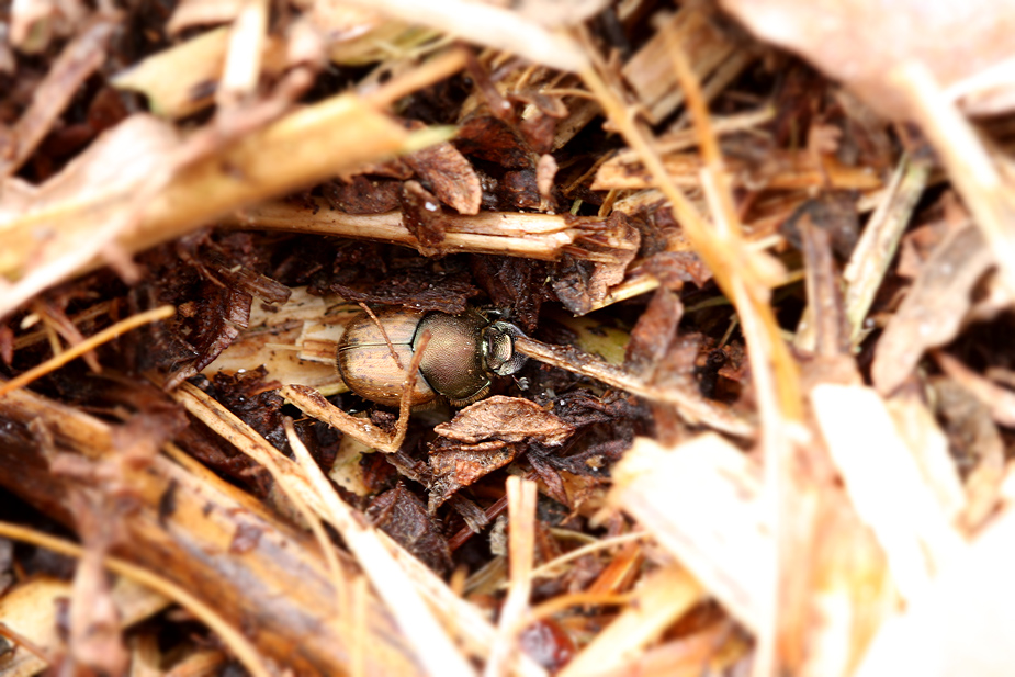 Onthophagus coenobita_1226