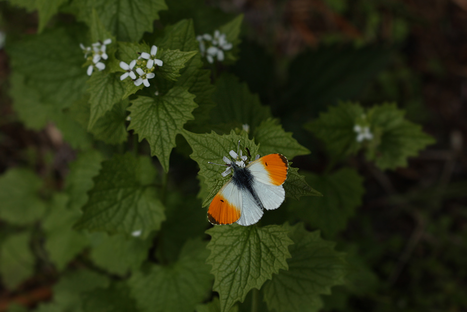 Anthocharis cardamines_1352