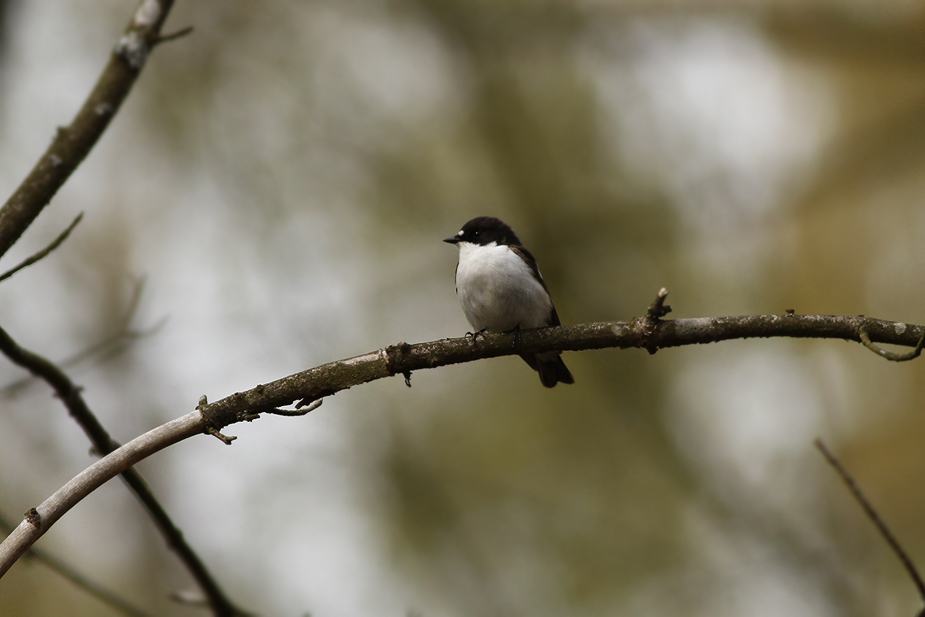 Fugl-Ficedula hypoleuca_1854