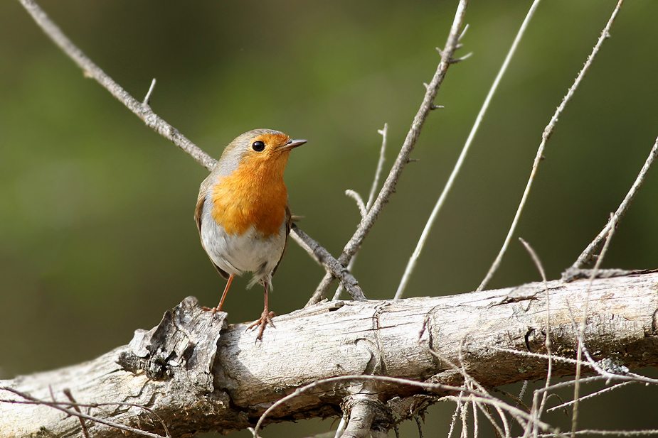 Fugl-Erithacus rubecula_1966