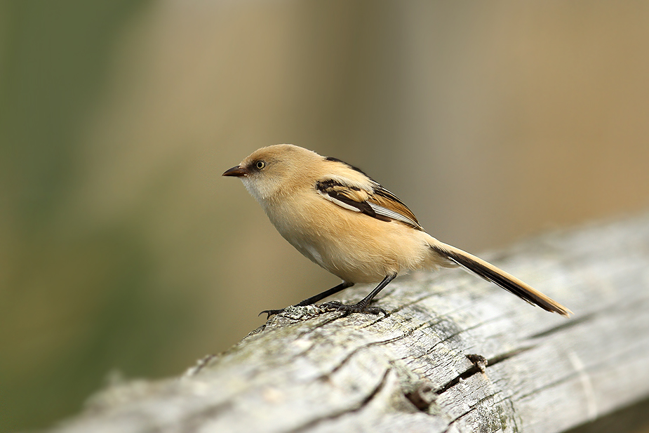 Fugl-Panurus biarmicus_5467