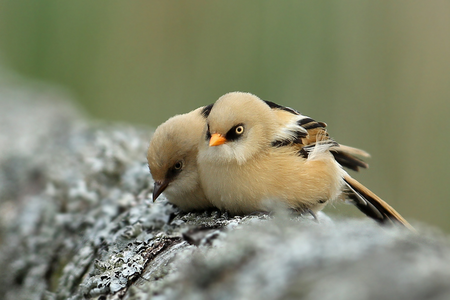 Fugl-Panurus biarmicus_5576