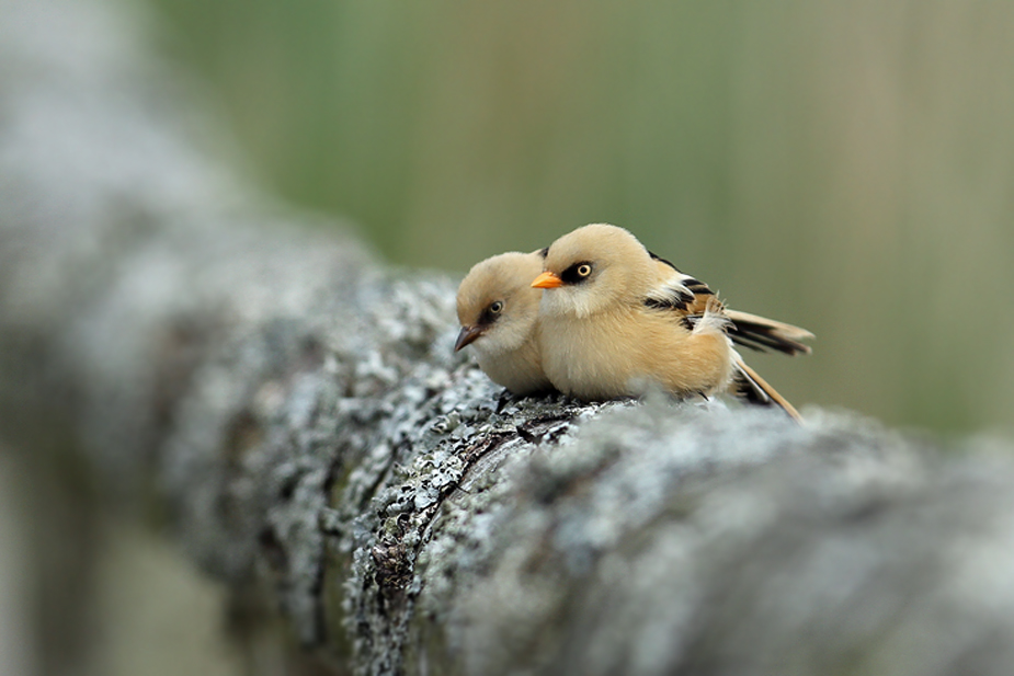 Fugl-Panurus biarmicus_5578