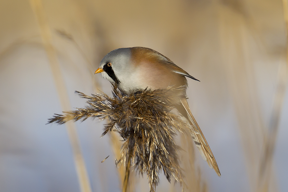Fugl-Panurus biarmicus_8548