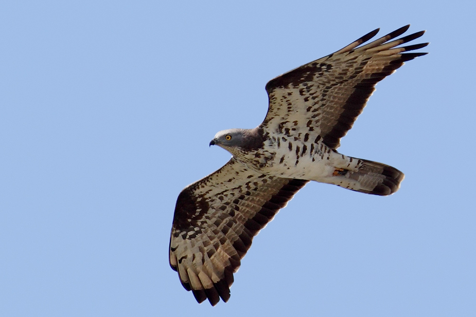 Fugl-Pernis apivorus_5331