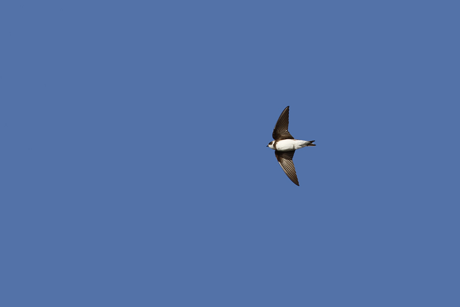 Fugl-Riparia riparia_8710