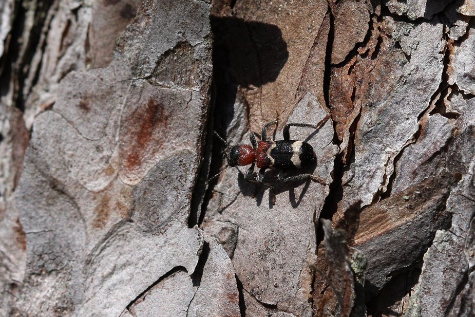 Thanasimus formicarius_0782