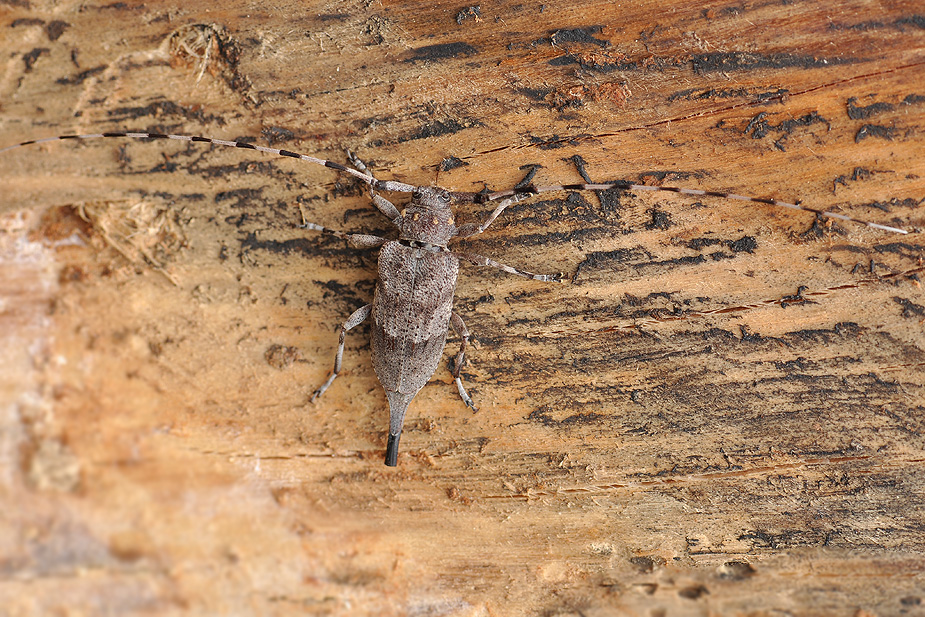 Acanthocinus aedilis_0371