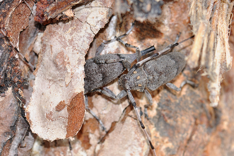 Acanthocinus aedilis_0375