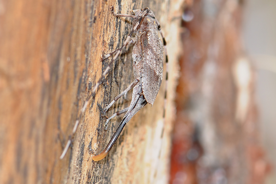 Acanthocinus aedilis_0384