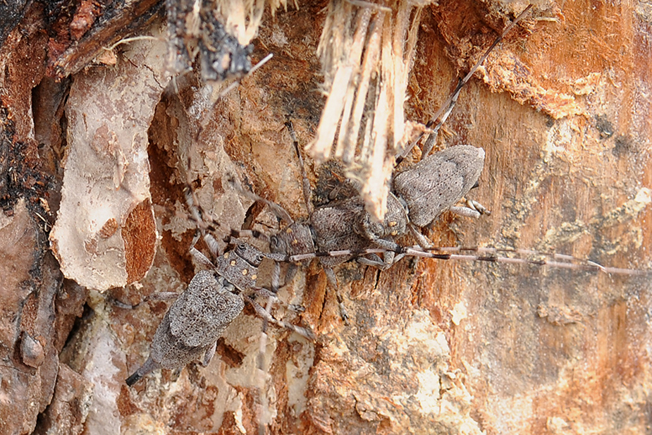 Acanthocinus aedilis_0410