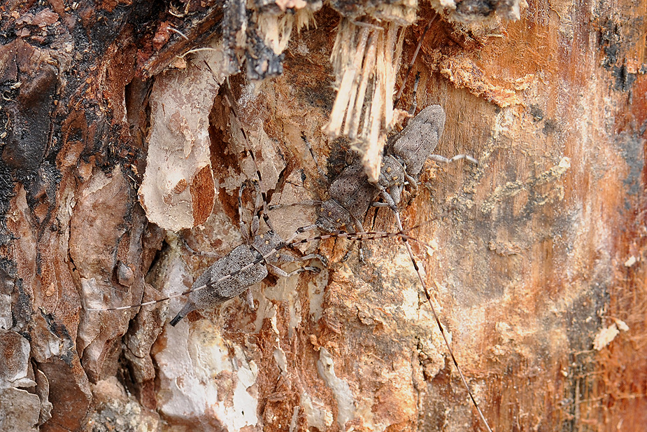 Acanthocinus aedilis_0414