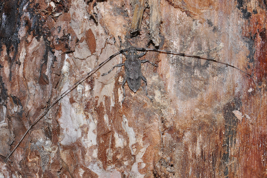 Acanthocinus aedilis_0446