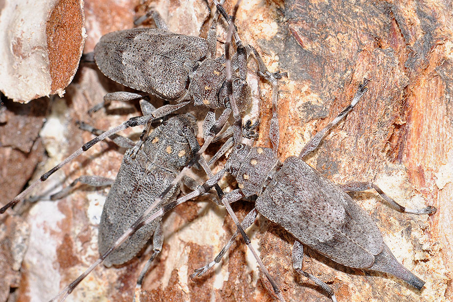 Acanthocinus aedilis_0469