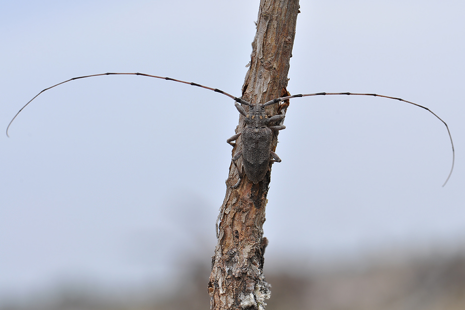 Acanthocinus aedilis_0472