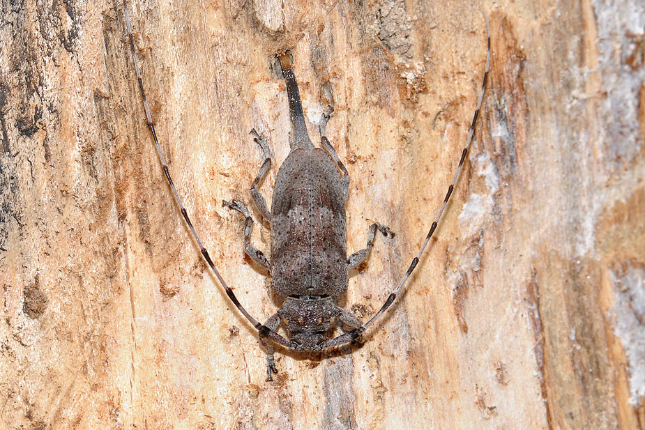 Acanthocinus aedilis_0490