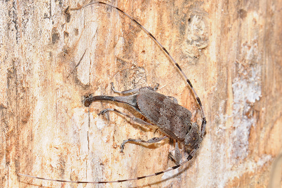 Acanthocinus aedilis_0499