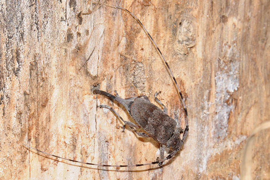 Acanthocinus aedilis_0503
