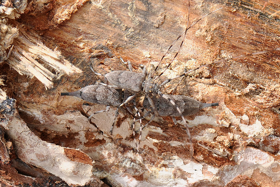 Acanthocinus aedilis_0551