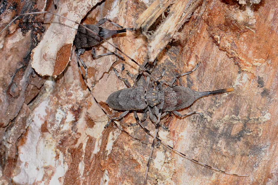 Acanthocinus aedilis_0604