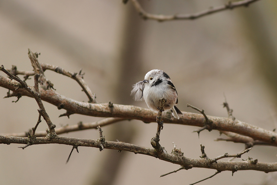 Fugl-Aegithalos caudatus_5178